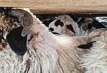 Samsarii de oi nu țin cont de epidemia de pestă: Nou transport ilegal de ovine oprit de inspectorii DSVSA!