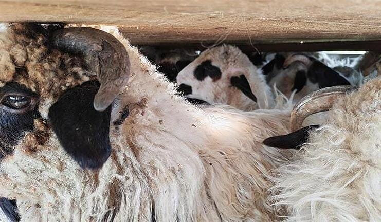 Samsarii de oi nu țin cont de epidemia de pestă: Nou transport ilegal de ovine oprit de inspectorii DSVSA!