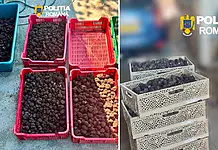 Trufe de peste 80.000 de lei, confiscate de polițiști și inspectorii ANAF după o razie de amploare în județul Bacău