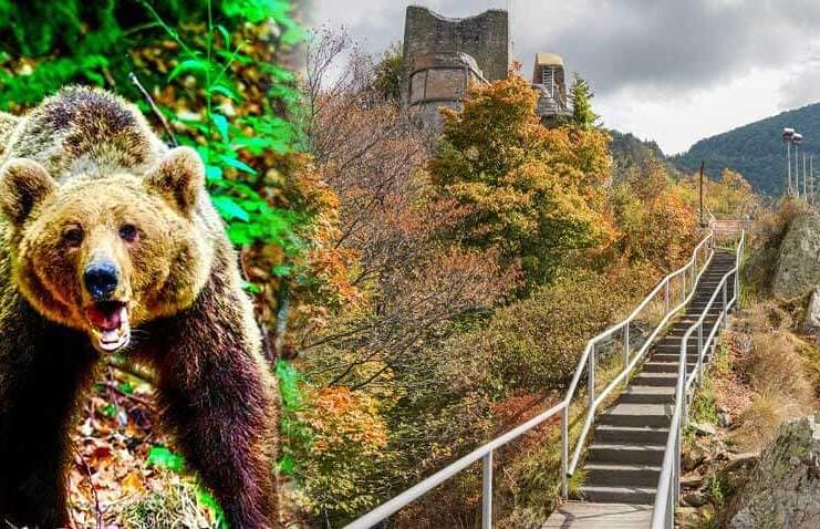 Avertisment pentru turiști la Cetatea Poienari: „Cuibul de vulturi” al lui Vlad Țepeș, devenit bârlogul urșilor!