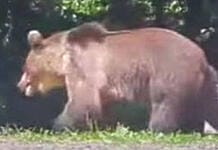 Bovine atacate de urși în bătătură! Mesaj RO-ALERT, joi dimineață!
