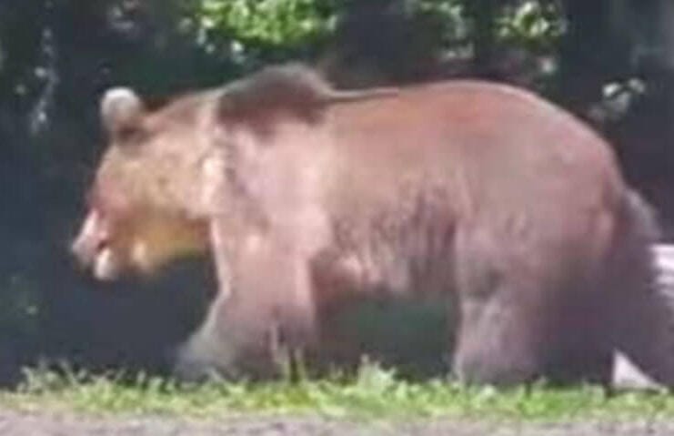 Bovine atacate de urși în bătătură! Mesaj RO-ALERT, joi dimineață!