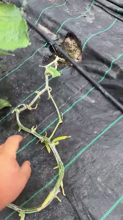 VIDEO – O lecție ieftină de agricultură inteligentă, care mărește recolta de castraveți Recomandari castraveți