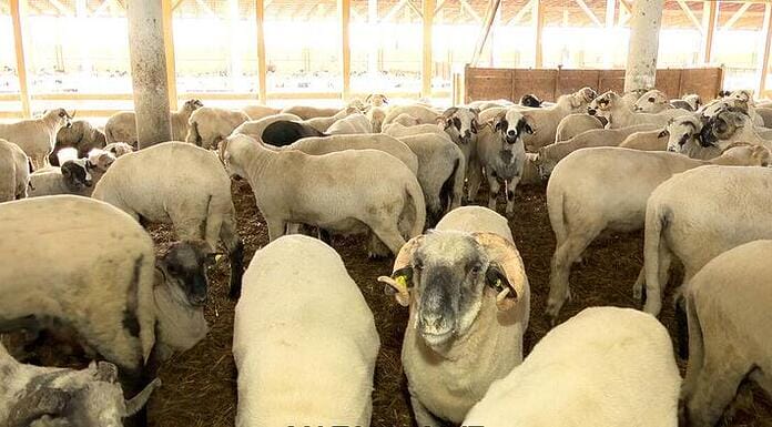 Două noi focare de variolă ovină în Constanța! Se lasă cu dosare penale și peste 1.200 de animale sacrificate!