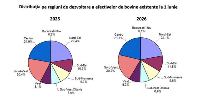 Cifre surprinzătoare! Câte bovine mai are România în momentul de față 1 Cifre surprinzătoare! Câte bovine mai are România în momentul de față Cifre surprinzătoare! Câte bovine mai are România în momentul de față Actualitate bovine