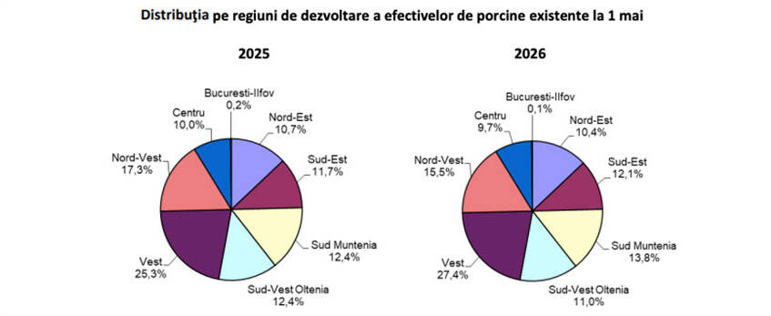 România și-a sporit efectivele de porci. Evoluția pe regiuni în ultimul an 1 România și-a sporit efectivele de porci. Evoluția pe regiuni în ultimul an România și-a sporit efectivele de porci. Evoluția pe regiuni în ultimul an Actualitate porci